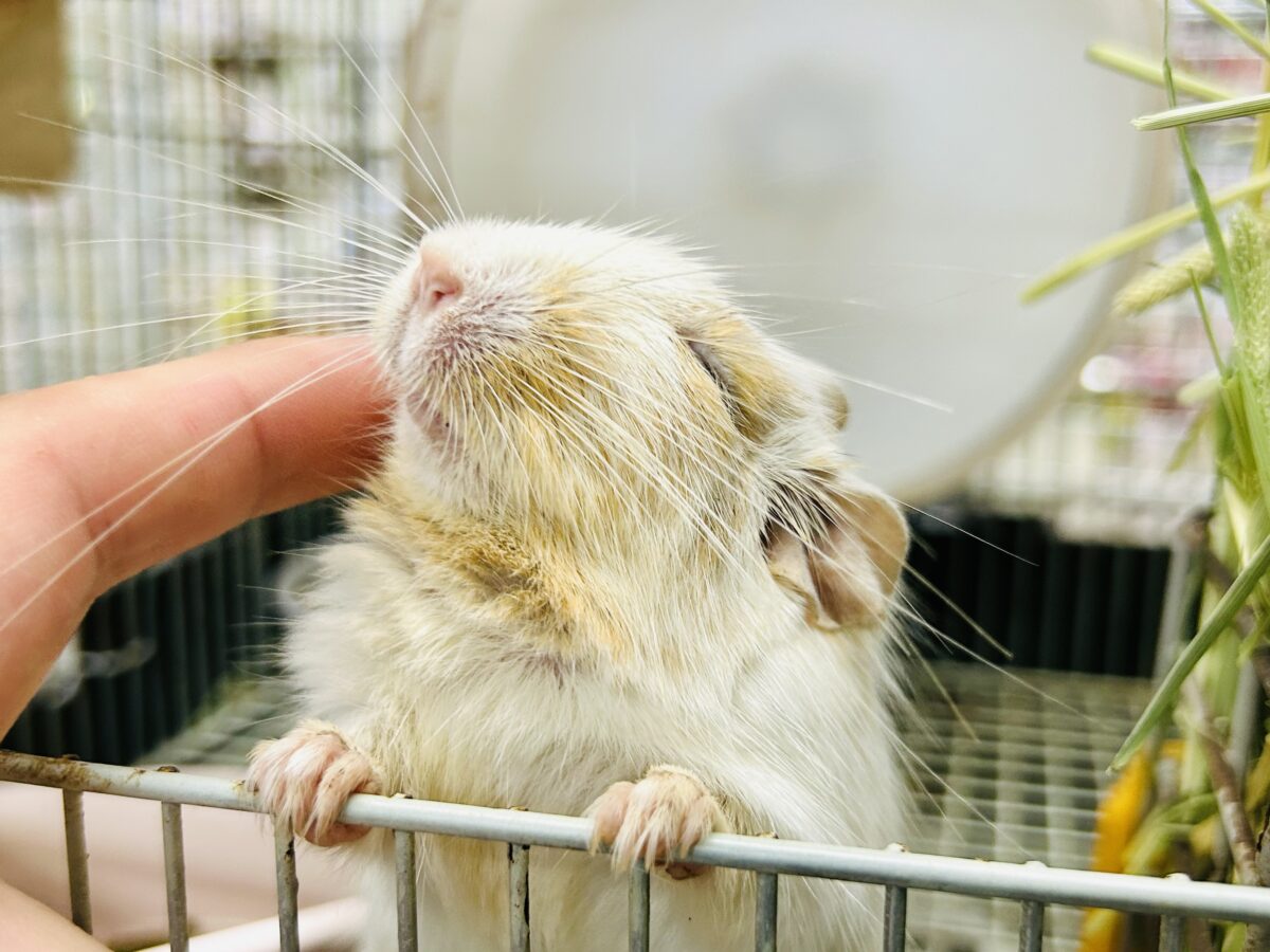 【最新画像更新☆☆】ちょこっとビターにネ♪♪ デグー デグー