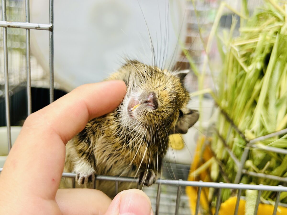 【最新画像更新☆☆】甘えん坊さんになっちゃうかも?? デグー デグー