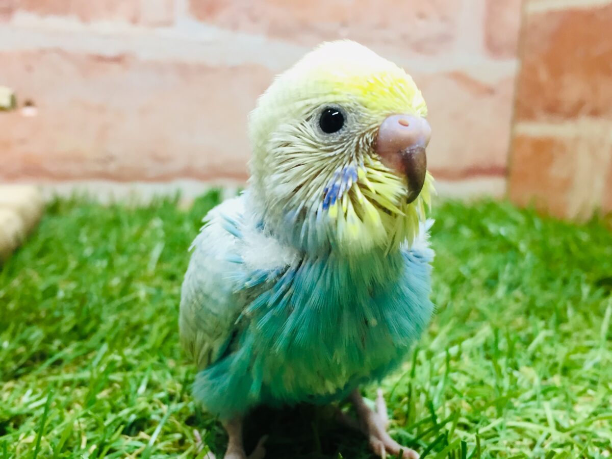 ★最新画像更新☆ 大人気!!レインボー系のセキセイちゃん②🌈🌈 セキセイインコ