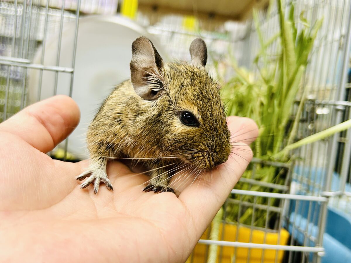 【最新画像更新☆☆】甘えん坊さんになっちゃうかも?? デグー デグー
