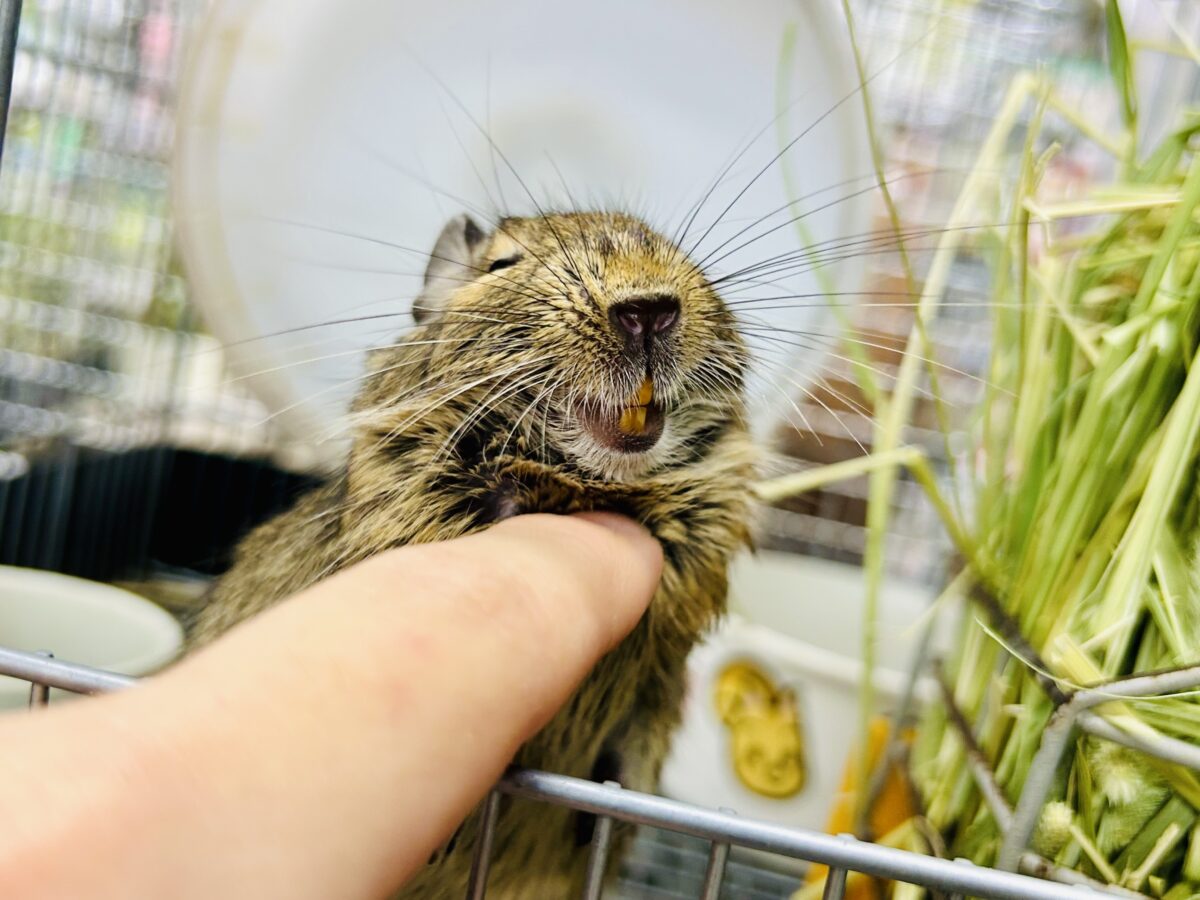 【最新画像更新☆☆】甘えん坊さんになっちゃうかも?? デグー デグー