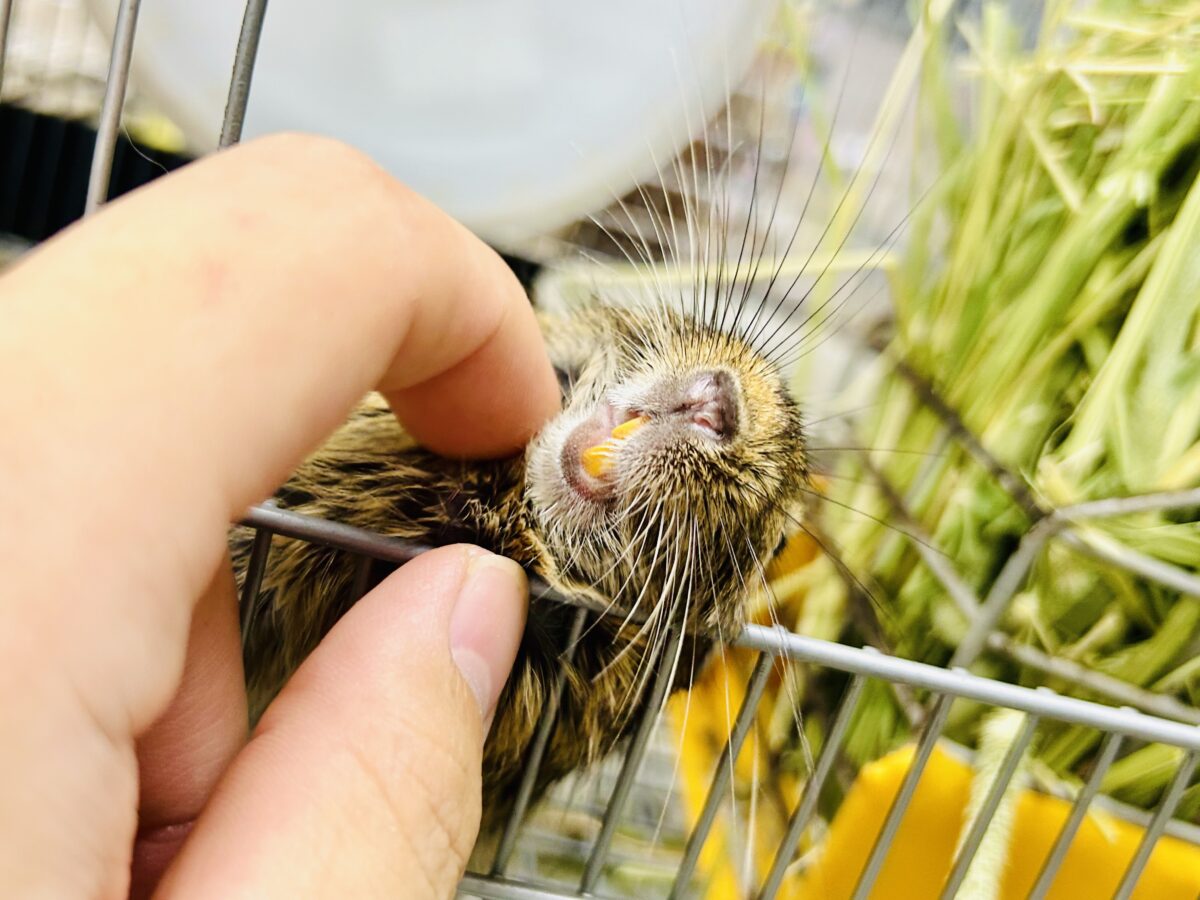 【最新画像更新☆☆】甘えん坊さんになっちゃうかも?? デグー デグー