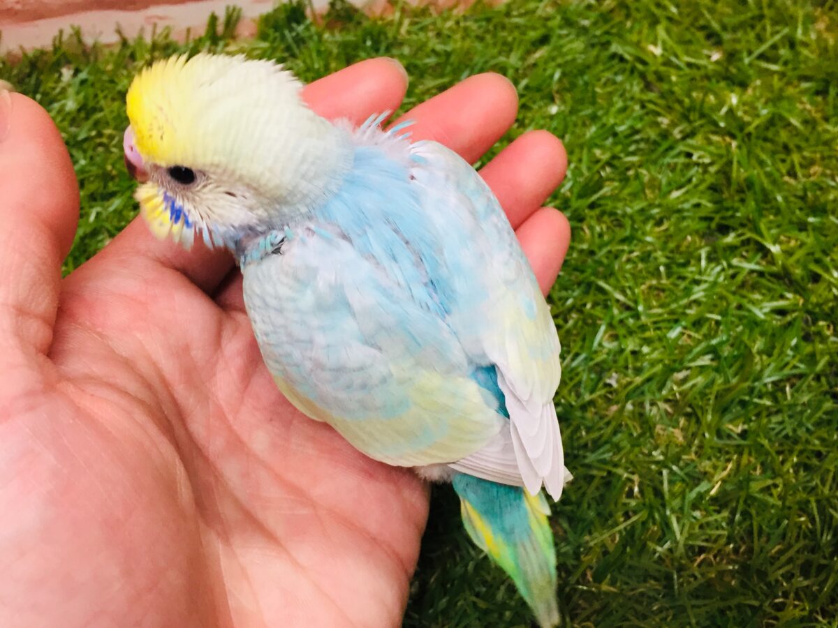★最新画像更新☆ 大人気!!レインボー系のセキセイちゃん②🌈🌈 セキセイインコ