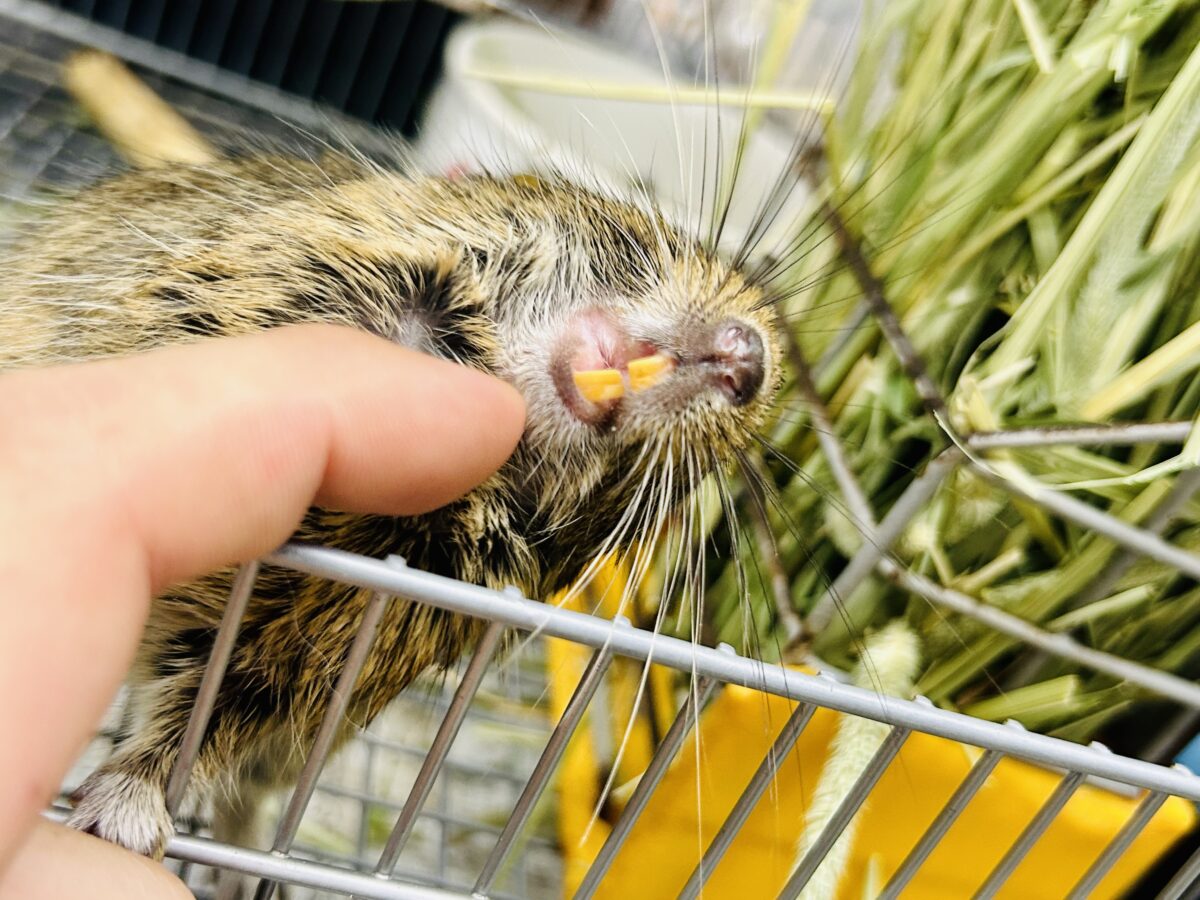 【最新画像更新☆☆】甘えん坊さんになっちゃうかも?? デグー デグー