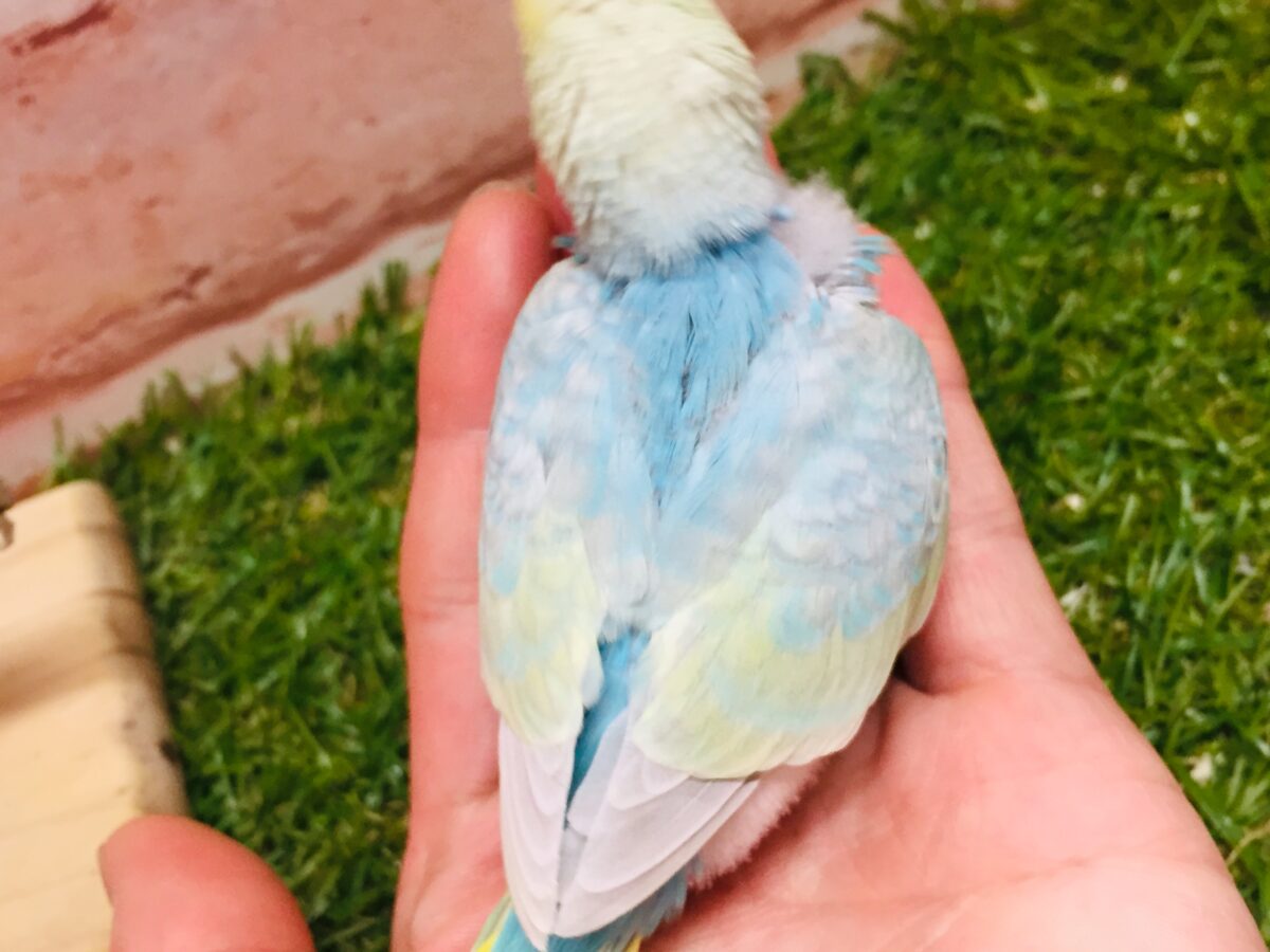 ★最新画像更新☆ 大人気!!レインボー系のセキセイちゃん②🌈🌈 セキセイインコ
