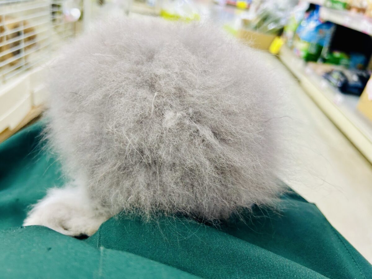 【最新画像更新☆☆】もっしゃもしゃのふっわふわ☁ アンゴラウサギ アンゴララビット
