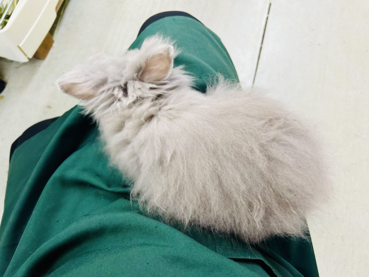 【最新画像更新☆☆】もっしゃもしゃのふっわふわ☁ アンゴラウサギ アンゴララビット