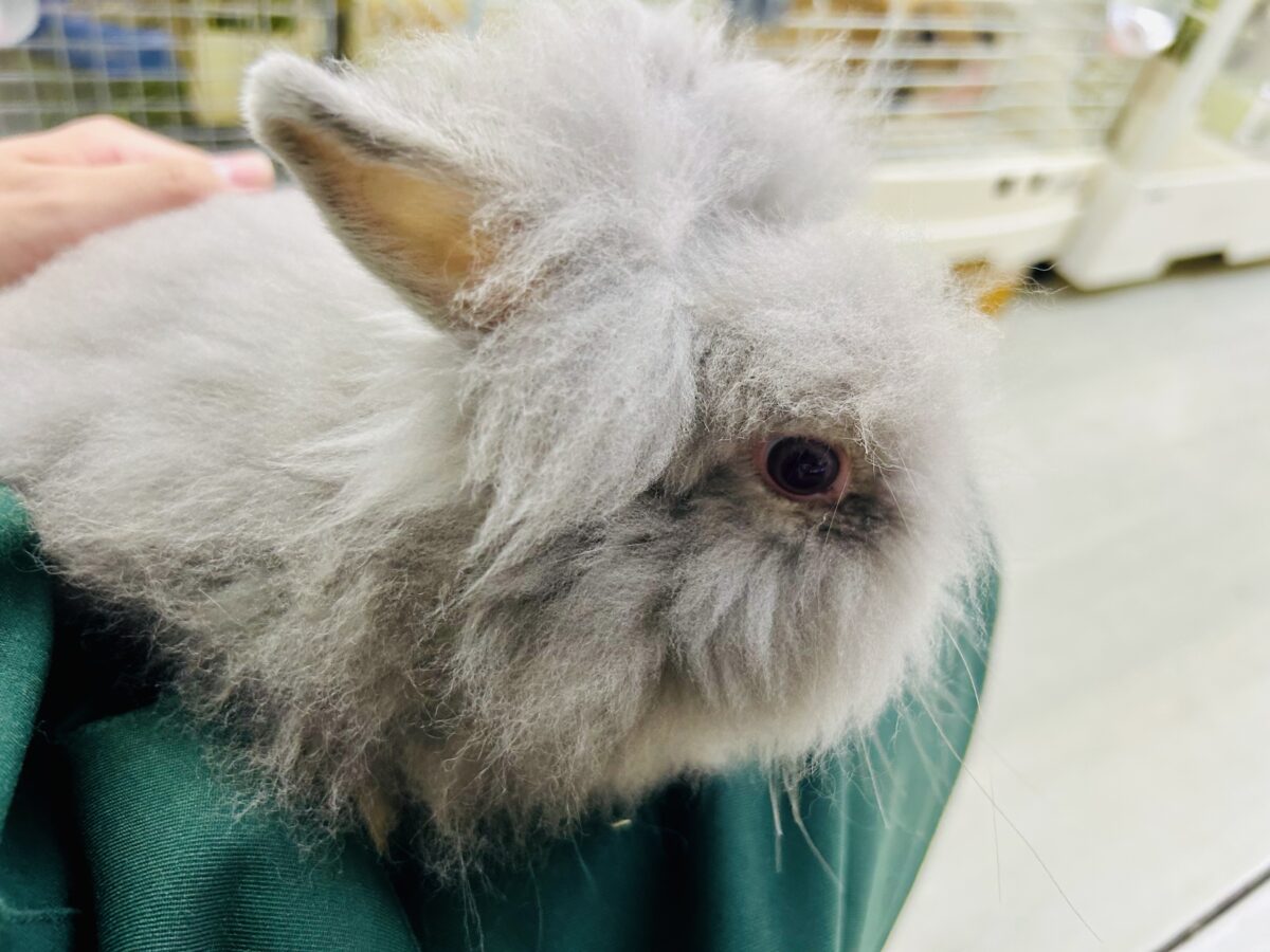 【最新画像更新☆☆】もっしゃもしゃのふっわふわ☁ アンゴラウサギ アンゴララビット