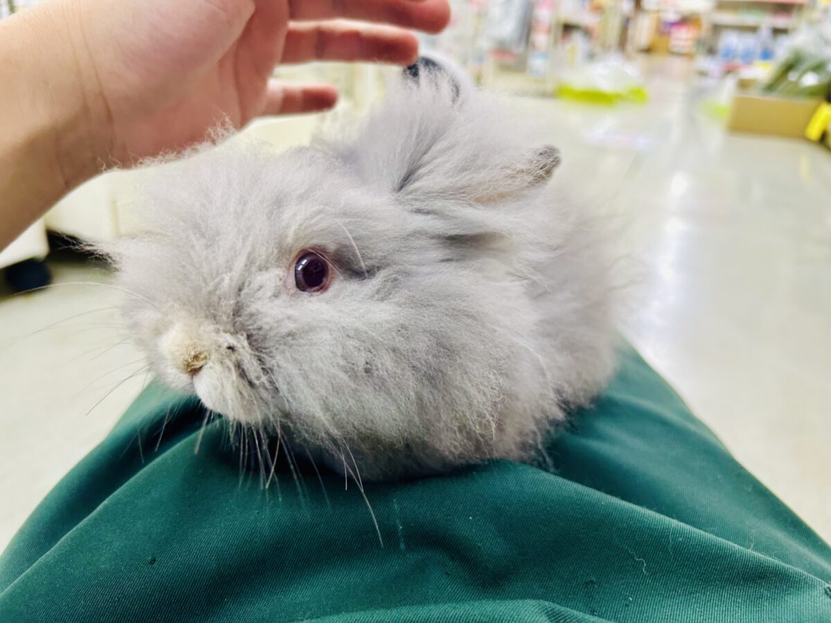 【最新画像更新☆☆】もっしゃもしゃのふっわふわ☁ アンゴラウサギ アンゴララビット