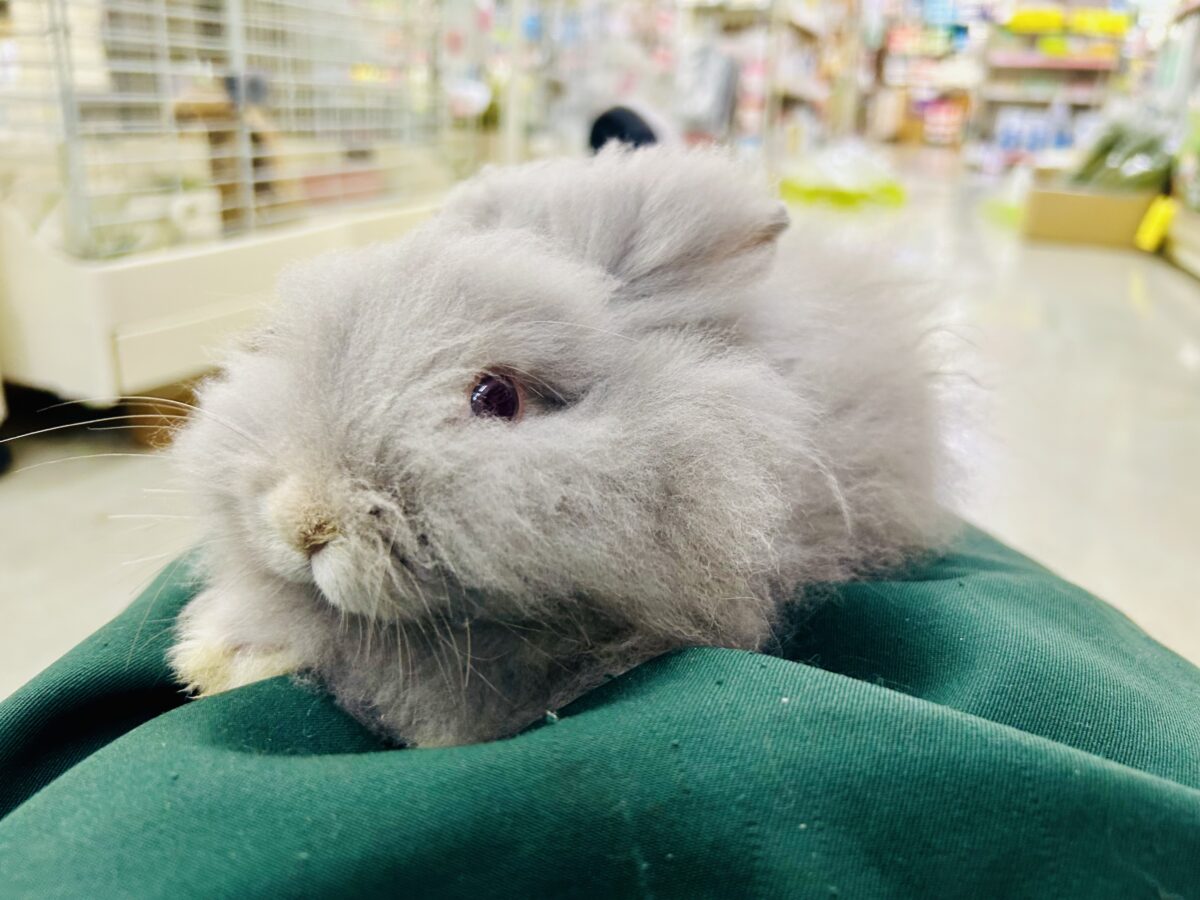 【最新画像更新☆☆】もっしゃもしゃのふっわふわ☁ アンゴラウサギ アンゴララビット