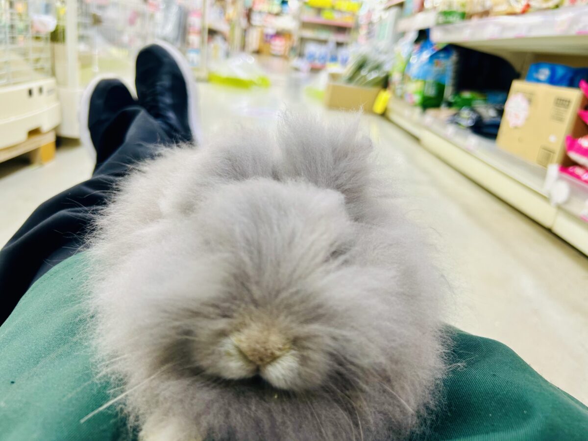 【最新画像更新☆☆】もっしゃもしゃのふっわふわ☁ アンゴラウサギ アンゴララビット
