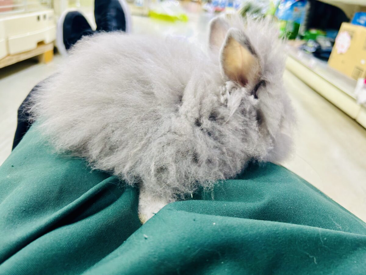 【最新画像更新☆☆】もっしゃもしゃのふっわふわ☁ アンゴラウサギ アンゴララビット