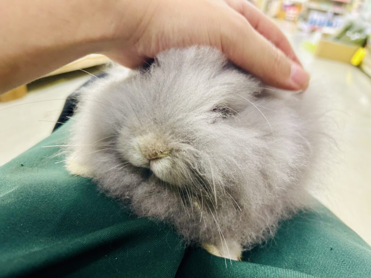 【最新画像更新☆☆】もっしゃもしゃのふっわふわ☁ アンゴラウサギ アンゴララビット