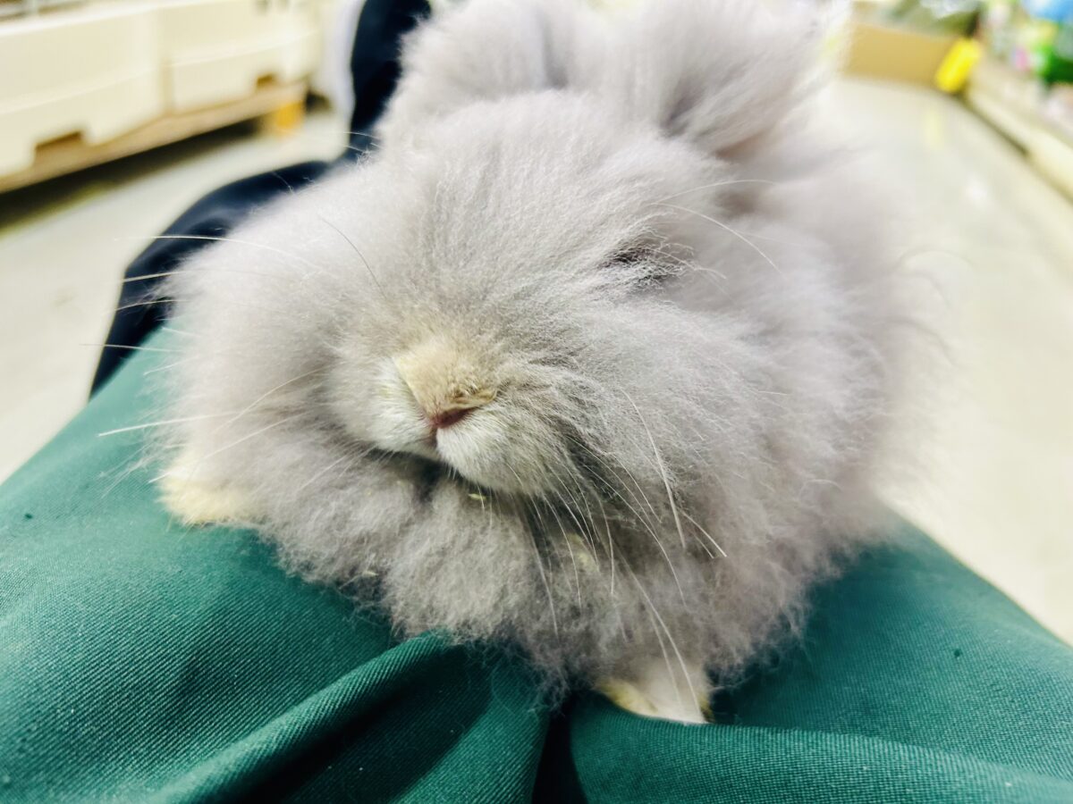 【最新画像更新☆☆】もっしゃもしゃのふっわふわ☁ アンゴラウサギ アンゴララビット