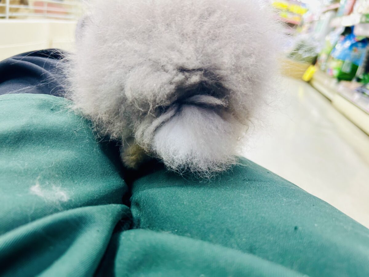 【最新画像更新☆☆】もっしゃもしゃのふっわふわ☁ アンゴラウサギ アンゴララビット