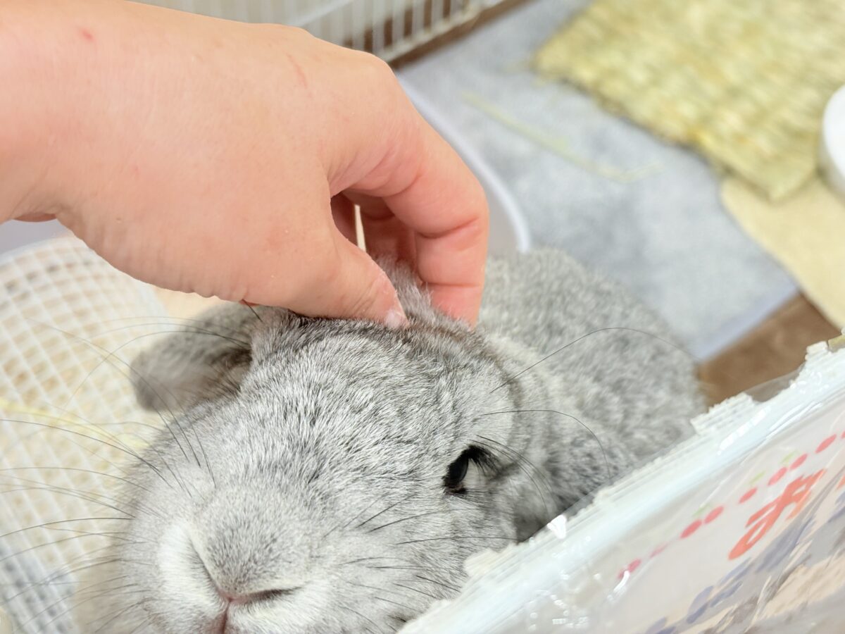 【最新画像更新🪄】BIGGirl🐰🩶フレンチロップ(グレー)女の子 フレンチロップイヤー