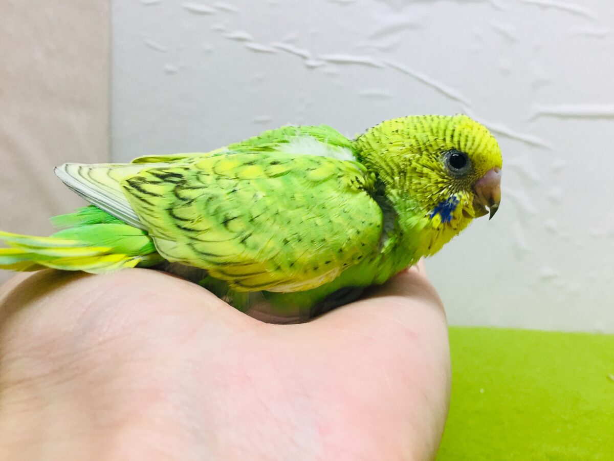 グリーンスパングルカラーのセキセイちゃんがやってきましたよ~💚💚💚 セキセイインコ セキセイインコ