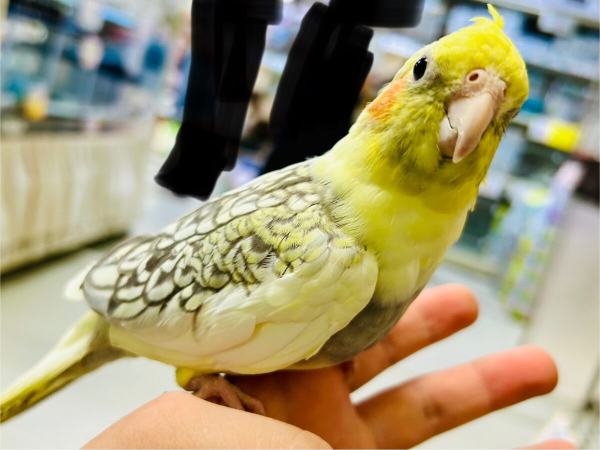 オカメインコ