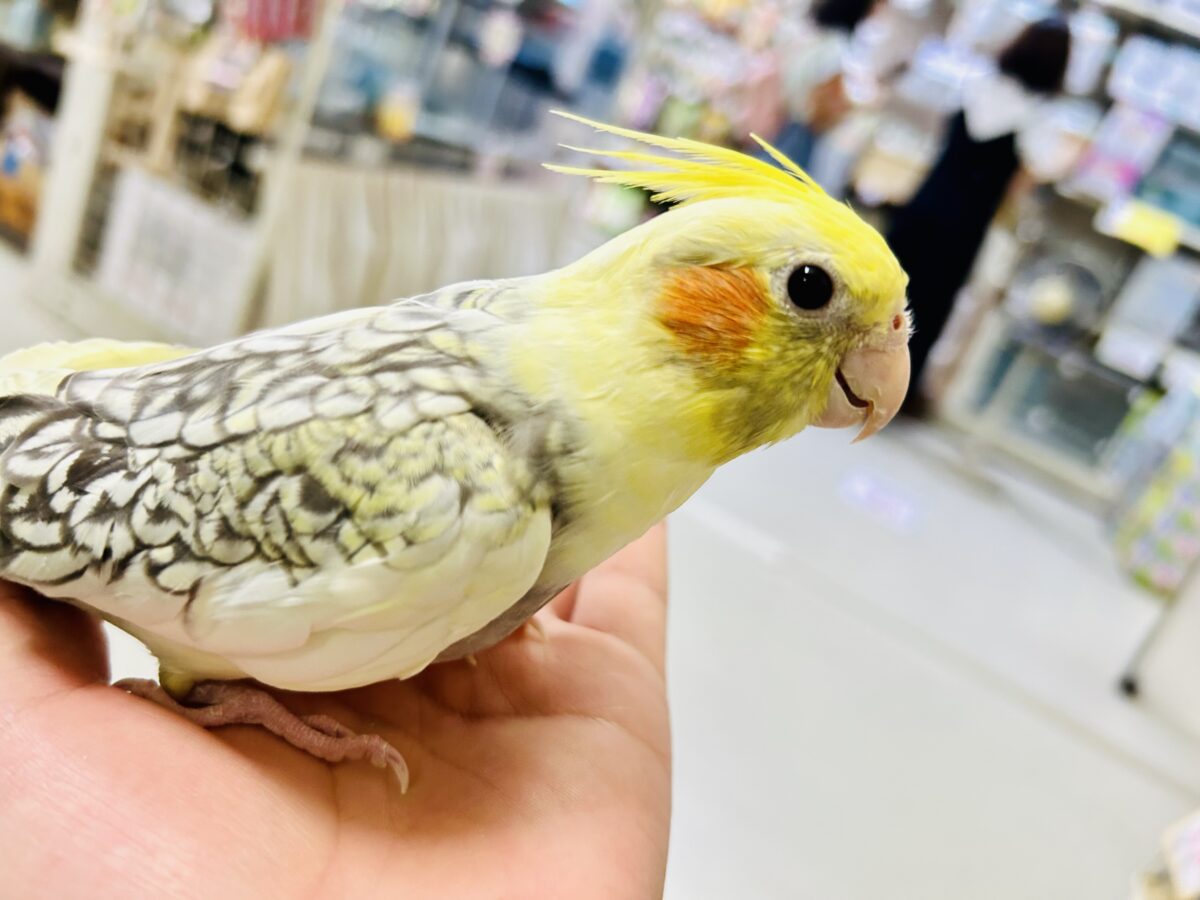 オカメインコ