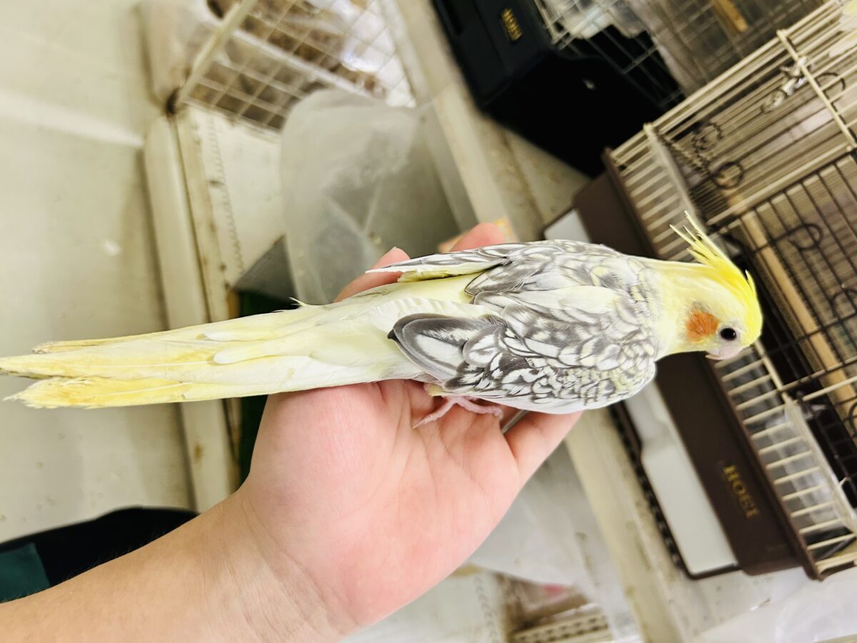 オカメインコ