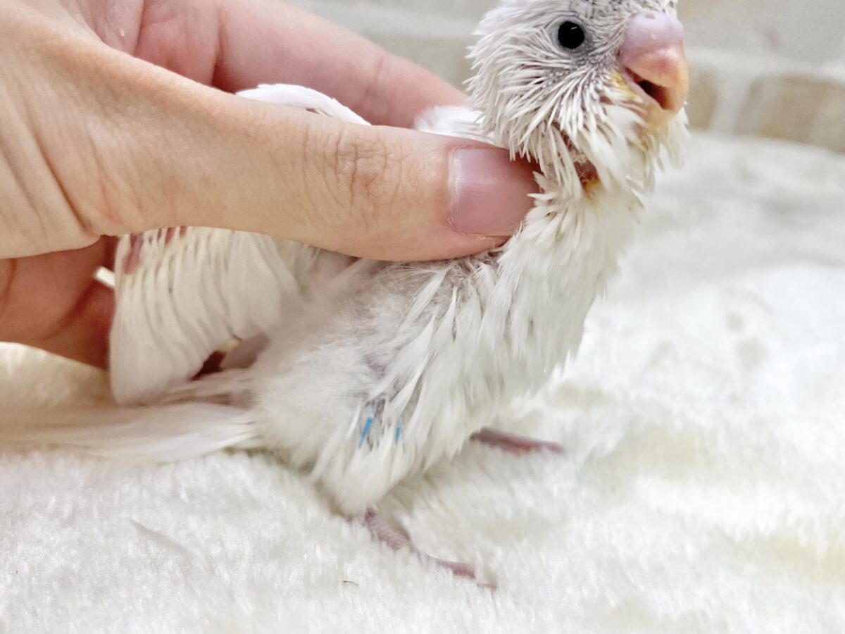 レアなパイドです✨✨ セキセイインコ(ヘビーパイド) セキセイインコ