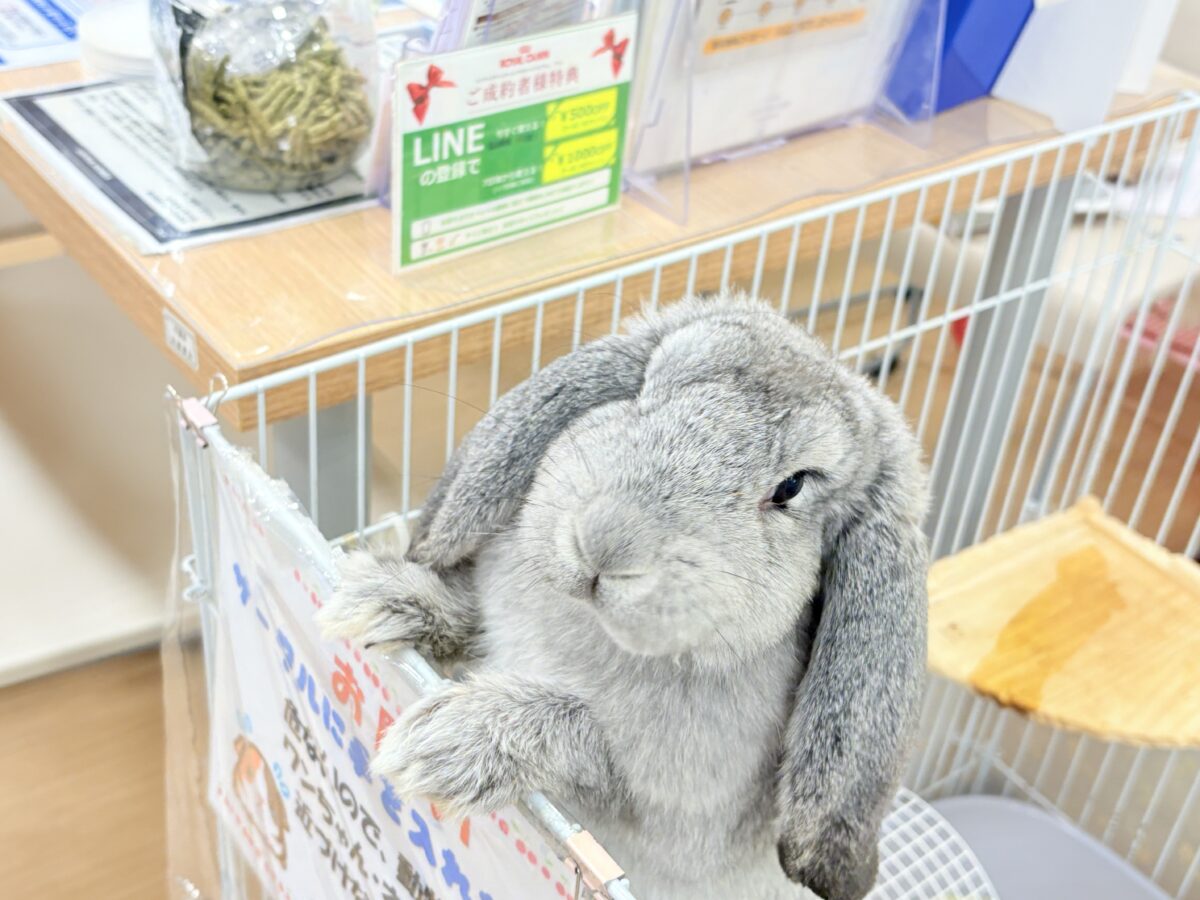 【最新画像更新🪄】BIGGirl🐰🩶フレンチロップ(グレー)女の子 フレンチロップイヤー