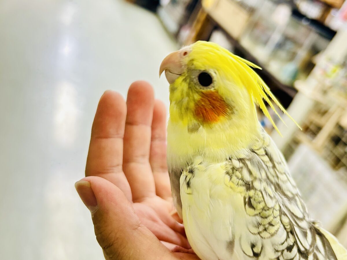オカメインコ