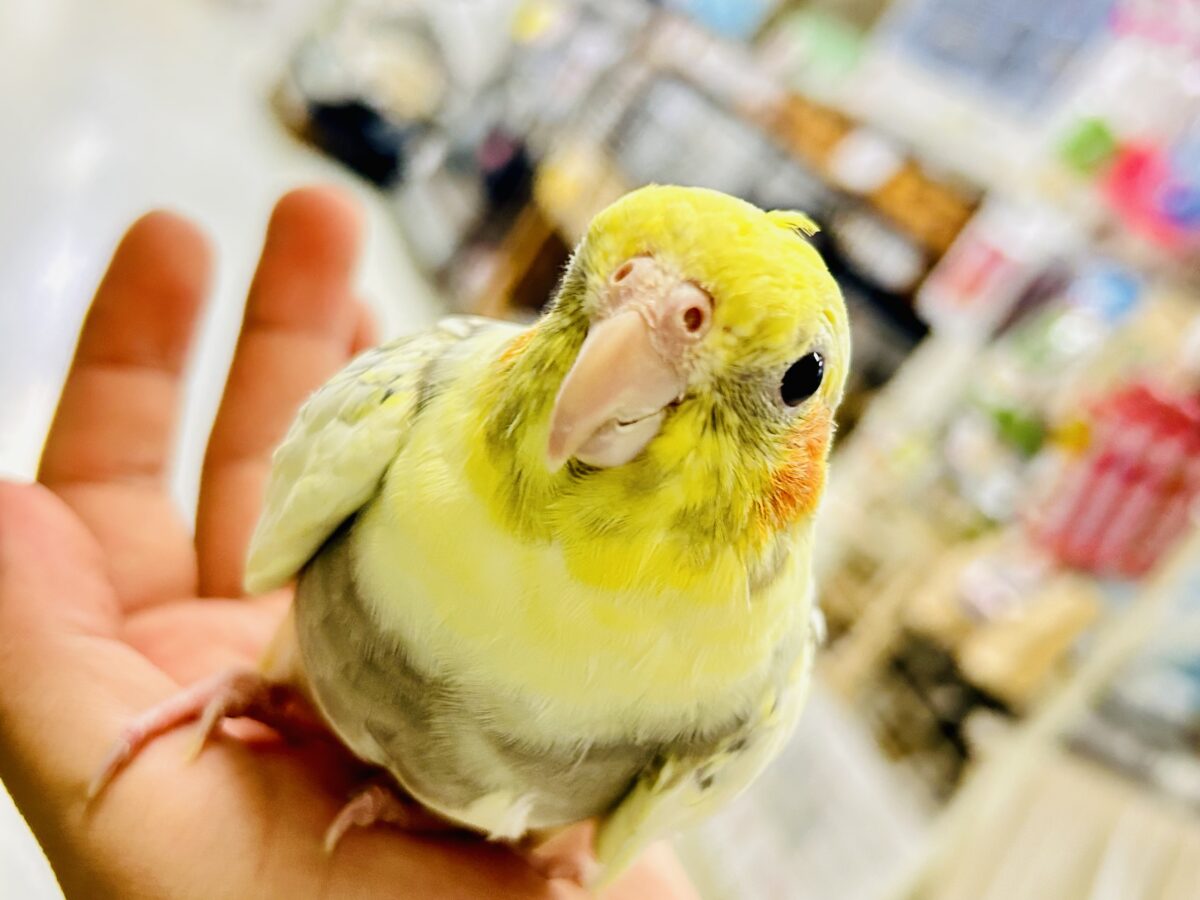 きらきら包んで✨🎀みるきぃカーテン🎀オカメインコ(パールパイド/2026年3月生まれ)