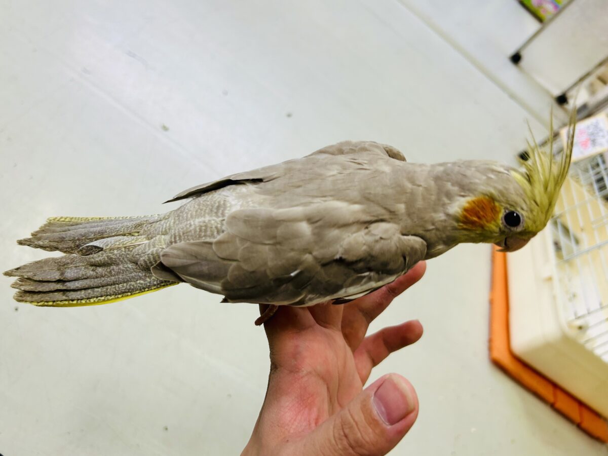 【最新画像更新☆☆】トナリ、ふんわり、まったりぃ💭💭オカメインコ(シナモン/2026年3月生まれ) オカメインコ
