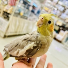 【最新画像更新☆☆】トナリ、ふんわり、まったりぃ💭💭オカメインコ(シナモン/2026年3月生まれ)