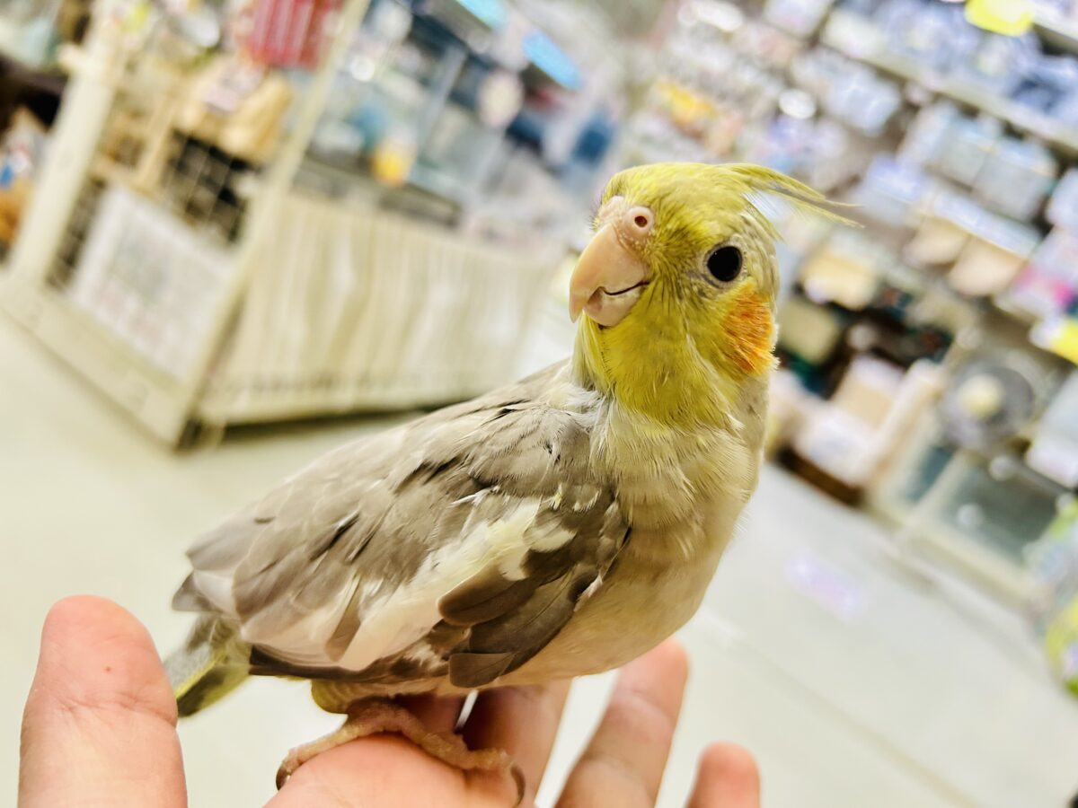 【最新画像更新☆☆】トナリ、ふんわり、まったりぃ💭💭オカメインコ(シナモン/2026年3月生まれ) オカメインコ