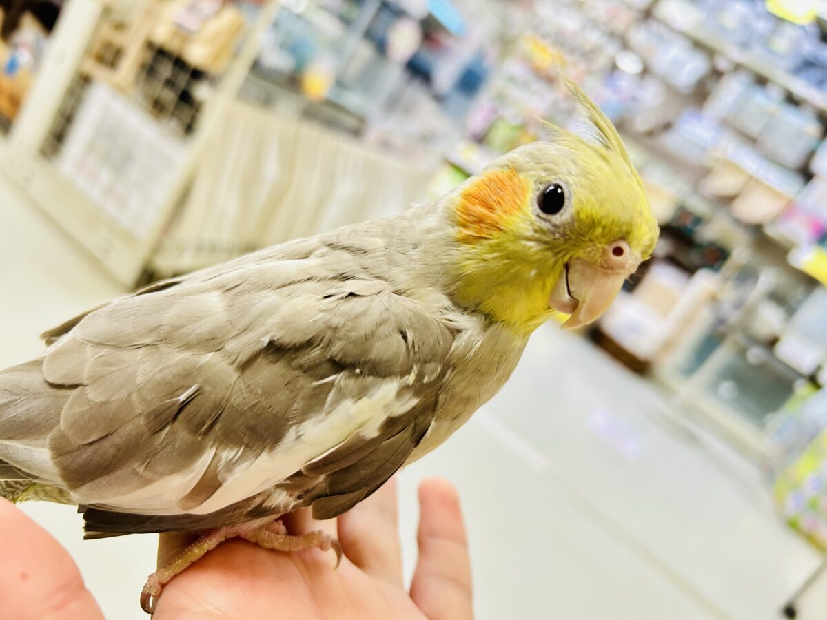 【最新画像更新☆☆】トナリ、ふんわり、まったりぃ💭💭オカメインコ(シナモン/2026年3月生まれ) オカメインコ