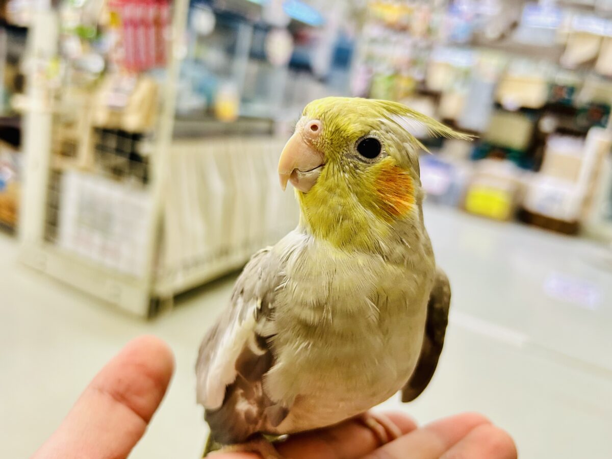 【最新画像更新☆☆】トナリ、ふんわり、まったりぃ💭💭オカメインコ(シナモン/2026年3月生まれ) オカメインコ