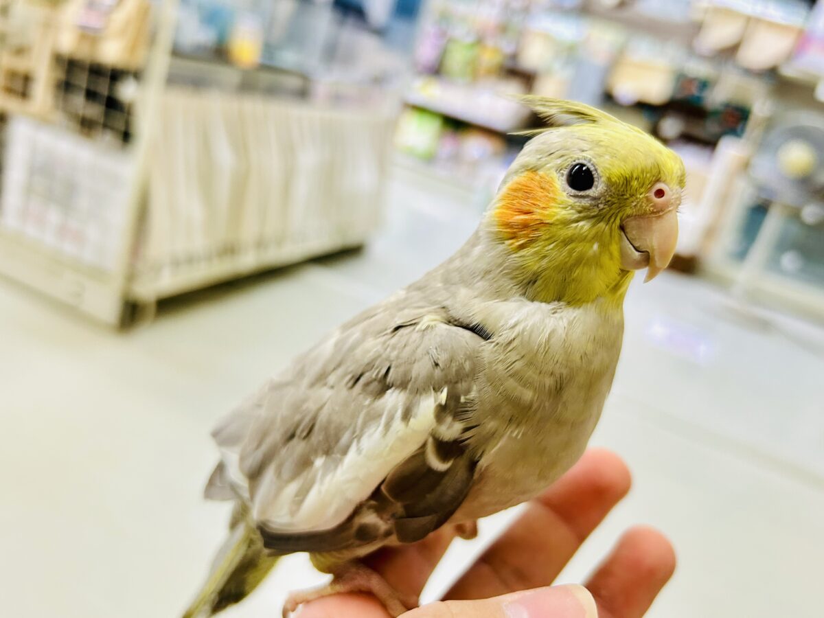 【最新画像更新☆☆】トナリ、ふんわり、まったりぃ💭💭オカメインコ(シナモン/2026年3月生まれ) オカメインコ