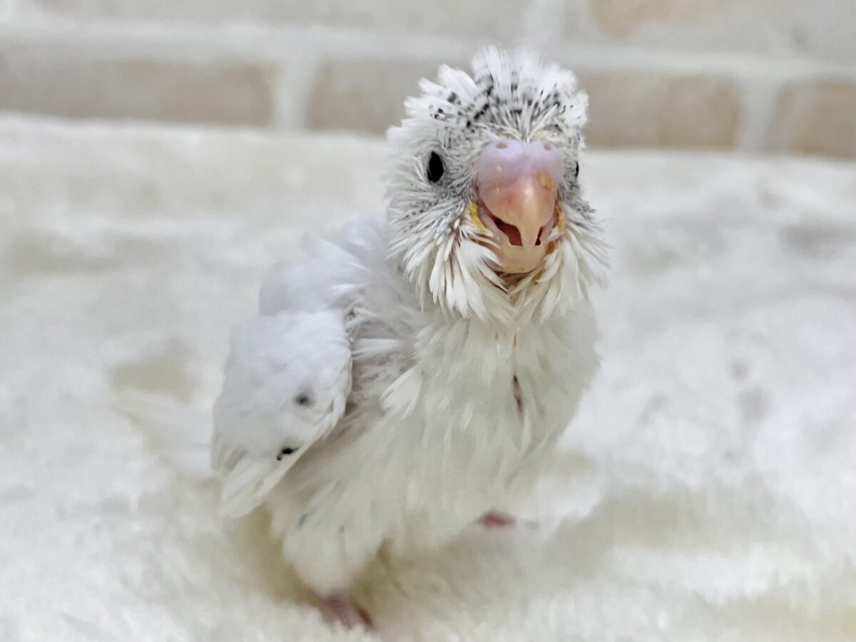 セキセイインコ