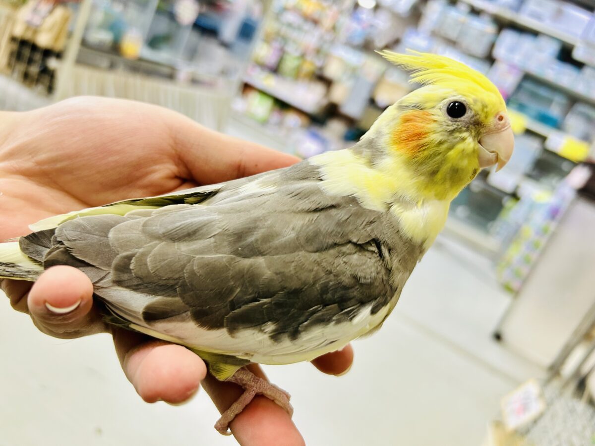 【最新画像更新☆☆】フワモコぷりん❕🍮寝グセがピッ!(✌︎ ॑꒳ ॑ ︎︎︎︎✌︎)オカメインコ(パイド/2026年3月生まれ) オカメインコ