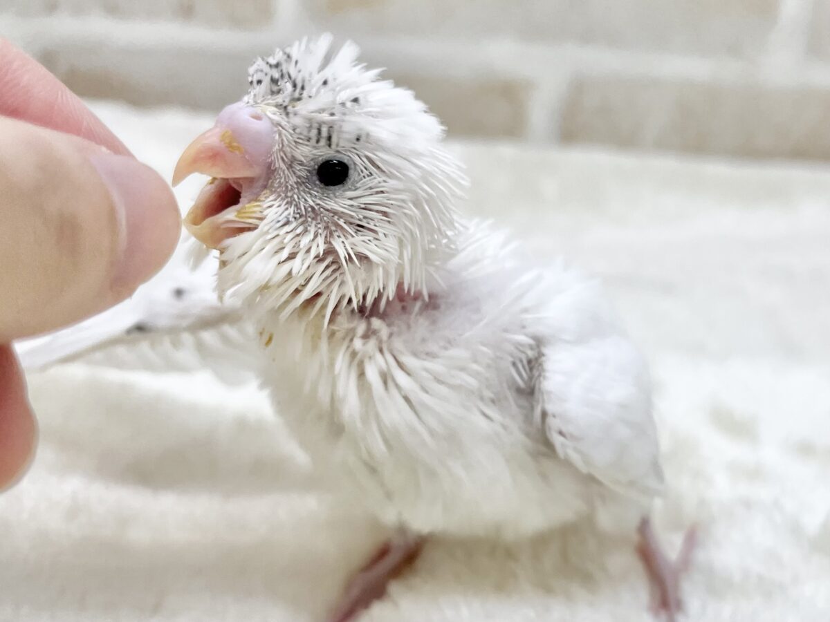 セキセイインコ