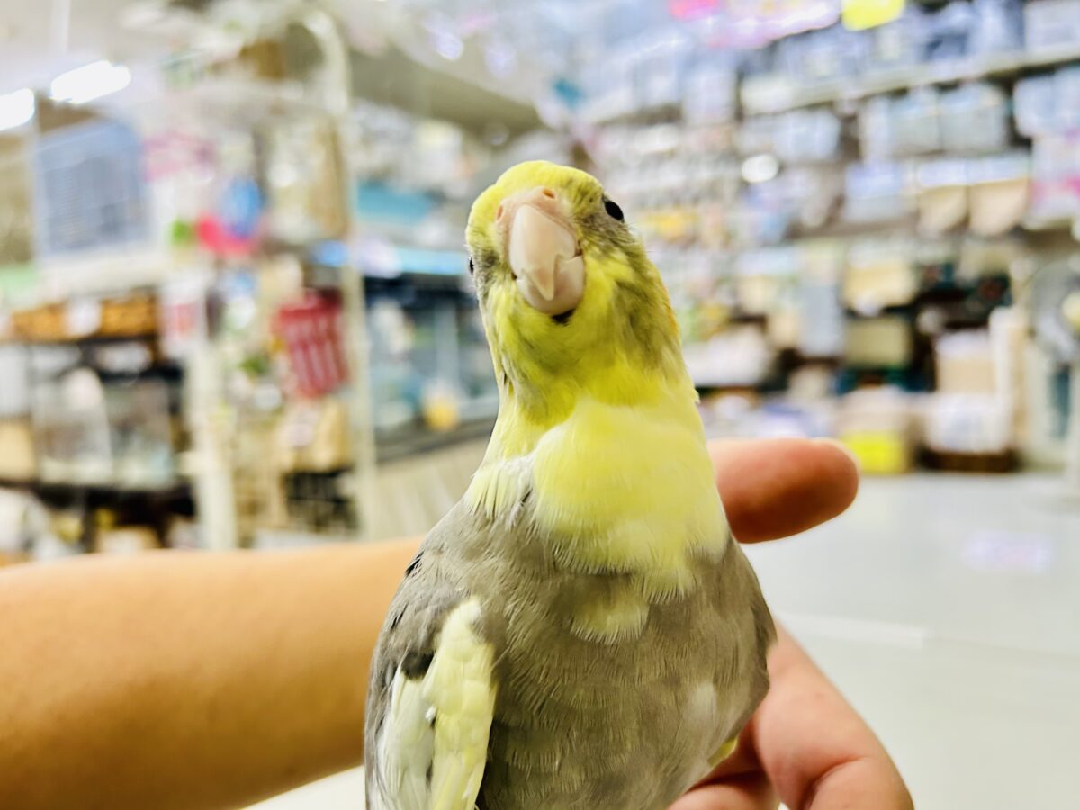【最新画像更新☆☆】フワモコぷりん❕🍮寝グセがピッ!(✌︎ ॑꒳ ॑ ︎︎︎︎✌︎)オカメインコ(パイド/2026年3月生まれ) オカメインコ