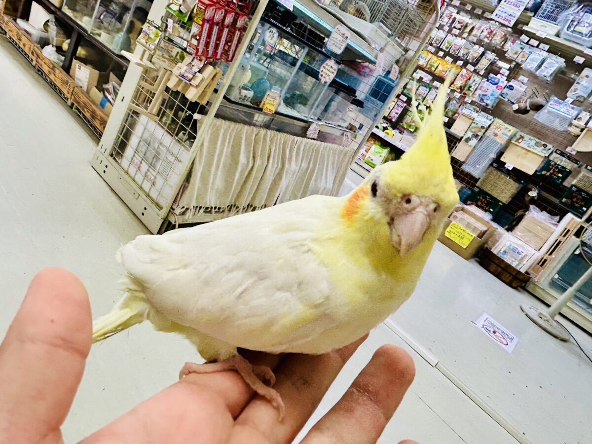 オカメインコ