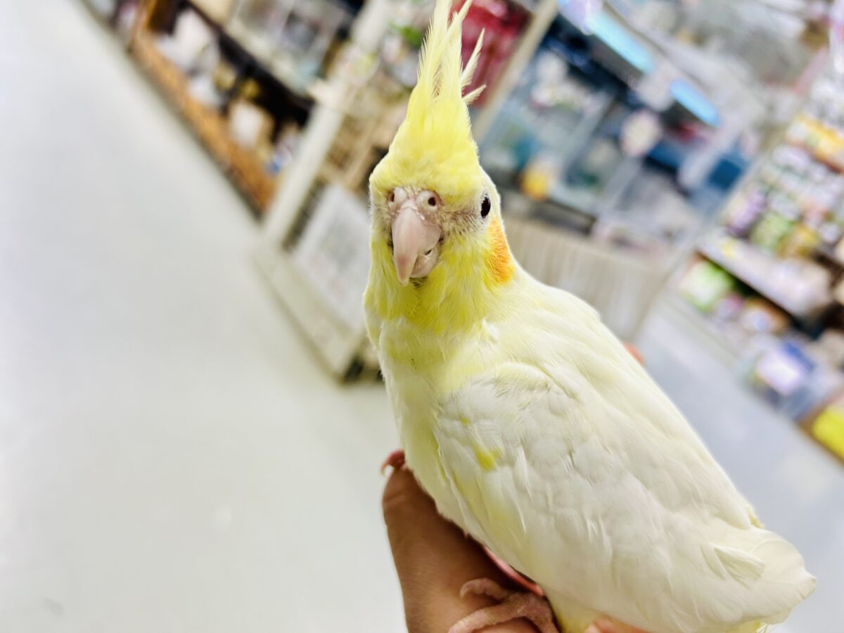 オカメインコ