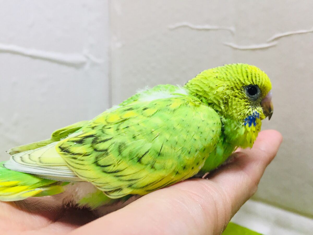グリーンスパングルカラーのセキセイちゃんがやってきましたよ~💚💚💚 セキセイインコ セキセイインコ