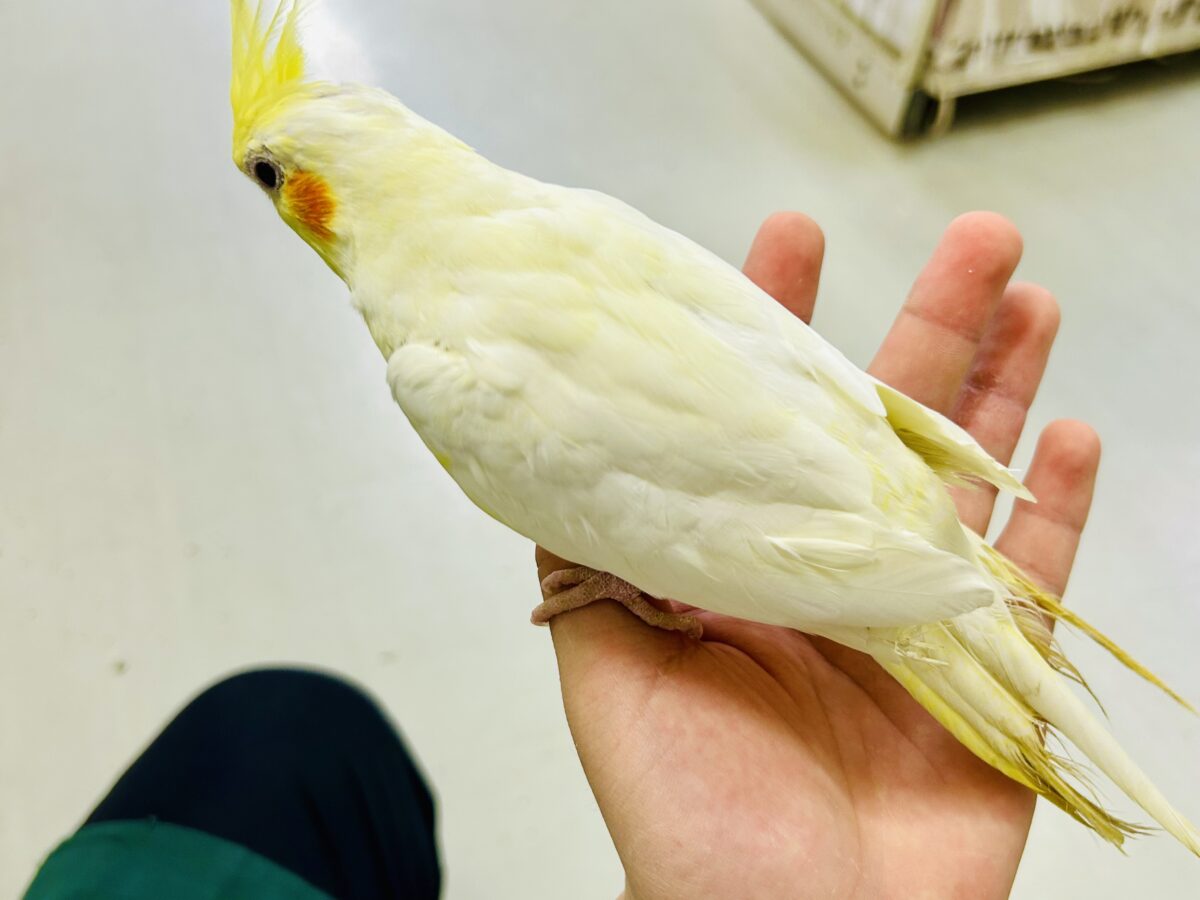 オカメインコ
