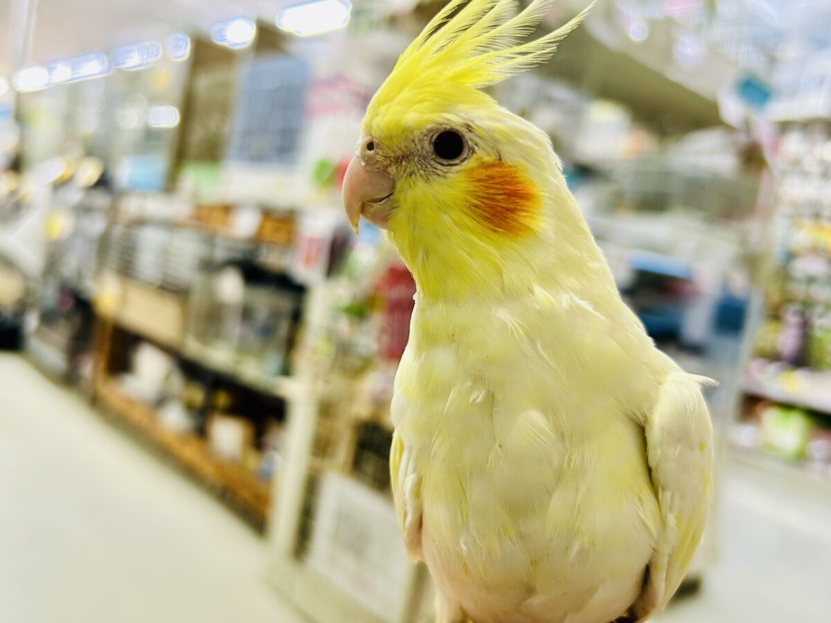 オカメインコ