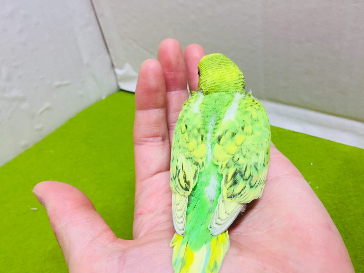 グリーンスパングルカラーのセキセイちゃんがやってきましたよ~💚💚💚 セキセイインコ セキセイインコ