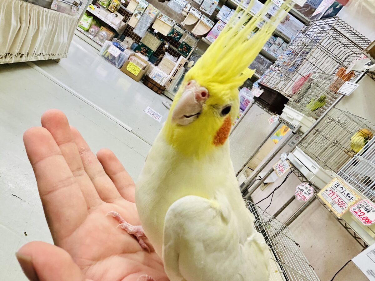 オカメインコ