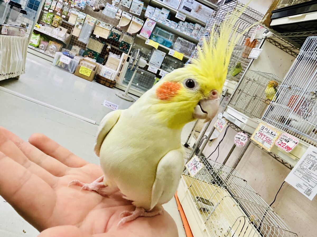 オカメインコ