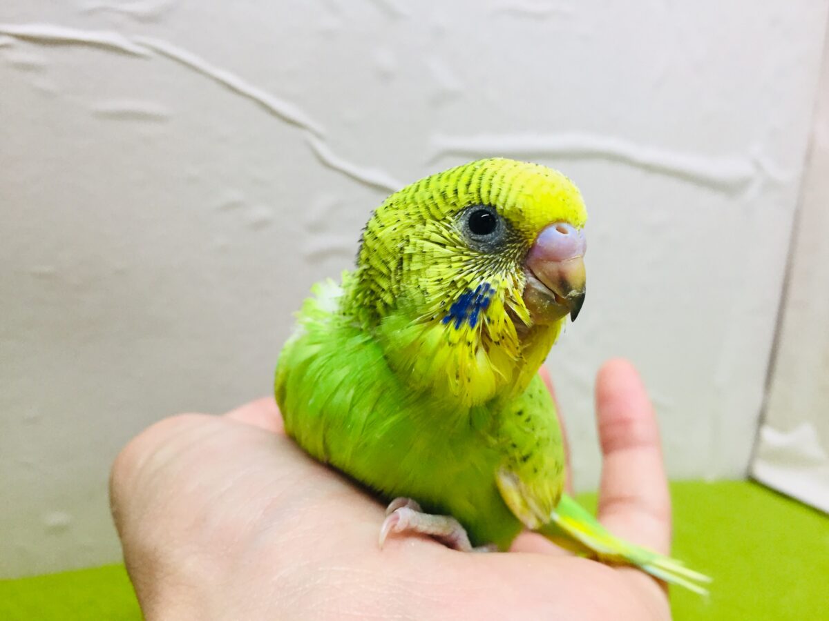 グリーンスパングルカラーのセキセイちゃんがやってきましたよ~💚💚💚 セキセイインコ セキセイインコ