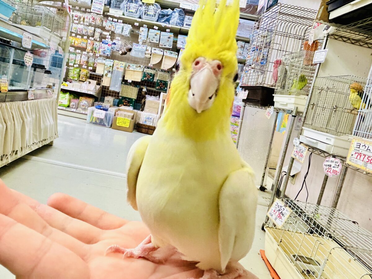 オカメインコ