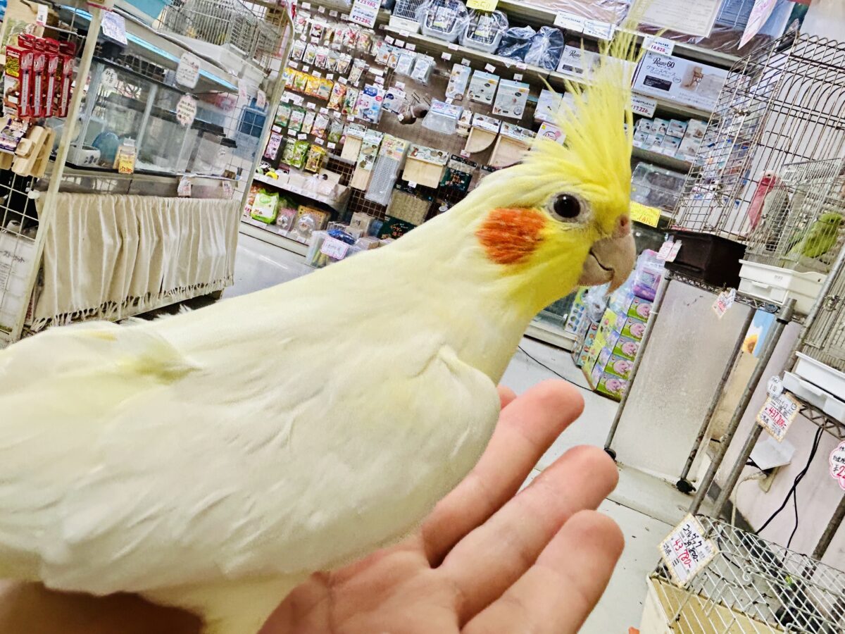 オカメインコ
