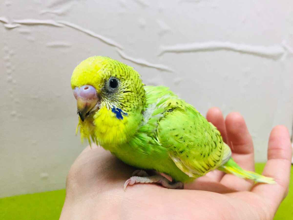 グリーンスパングルカラーのセキセイちゃんがやってきましたよ~💚💚💚 セキセイインコ セキセイインコ